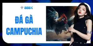Đá Gà Campuchia - Màn So Tài 1 Tỷ Đồng Nảy Lửa Cùng 888K