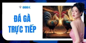Đá Gà Trực Tiếp - Màn Đọ Sức 500M Cực Gay Cấn Cùng 888K