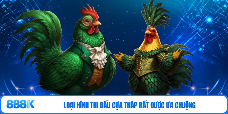 Loại hình thi đấu cựa tháp rất được ưa chuộng