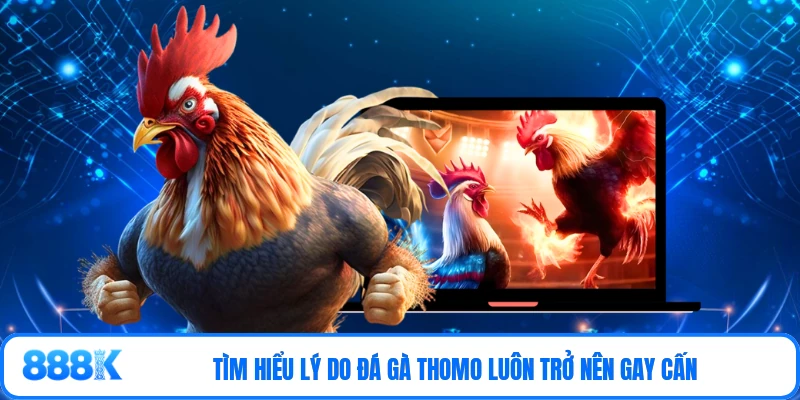 Tìm hiểu lý do đá gà Thomo luôn trở nên gay cấn